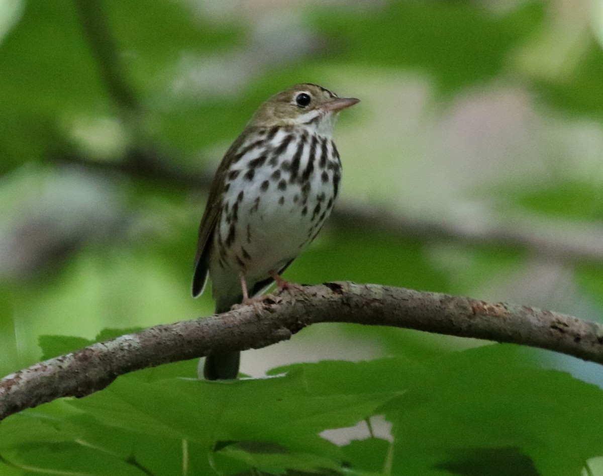 Ovenbird - ML345736581