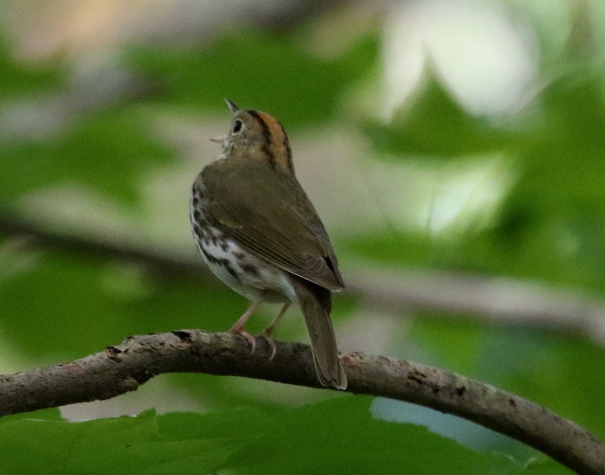 Ovenbird - ML345736591