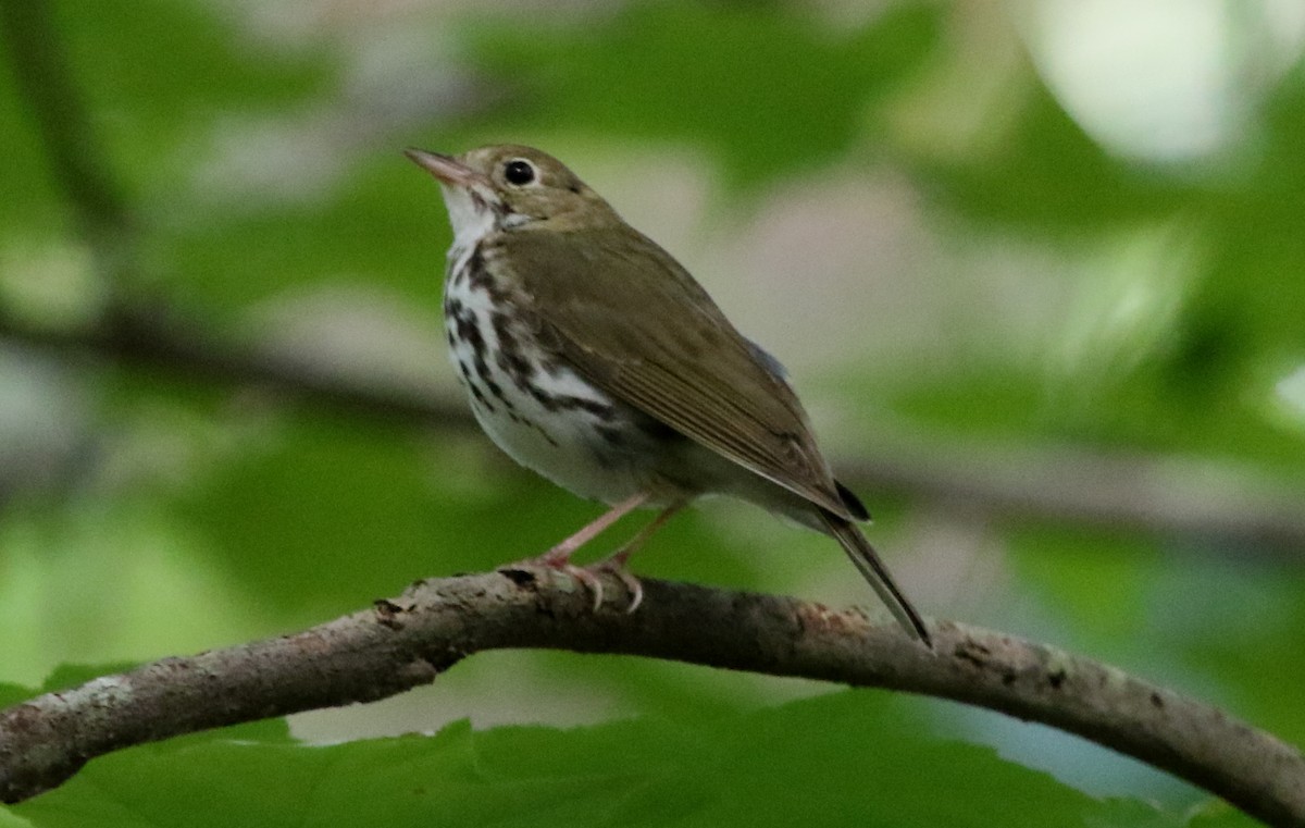 Ovenbird - ML345736601