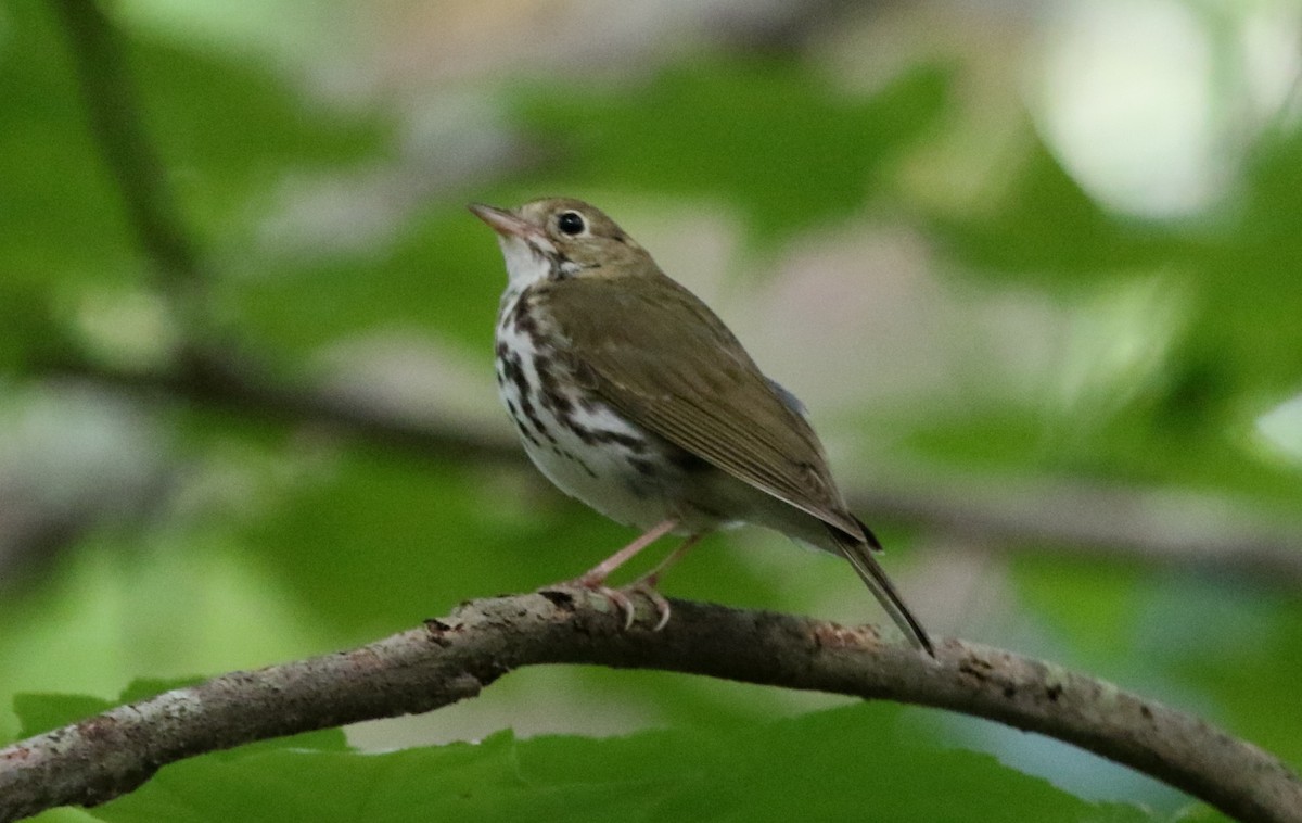 Ovenbird - ML345736651