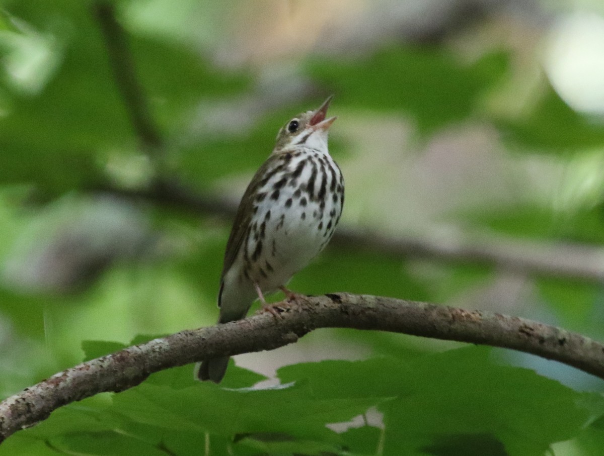 Ovenbird - ML345736661