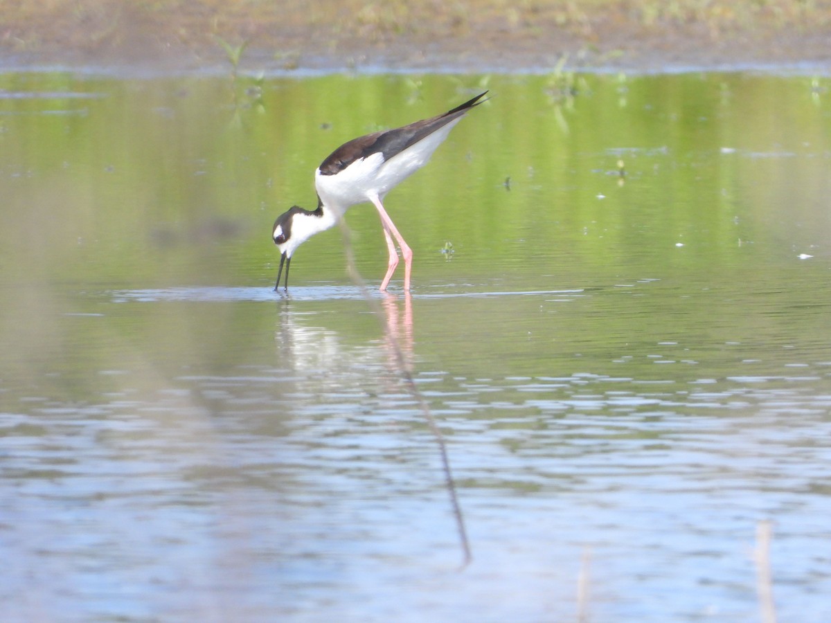 Black-necked Stilt - ML345737641