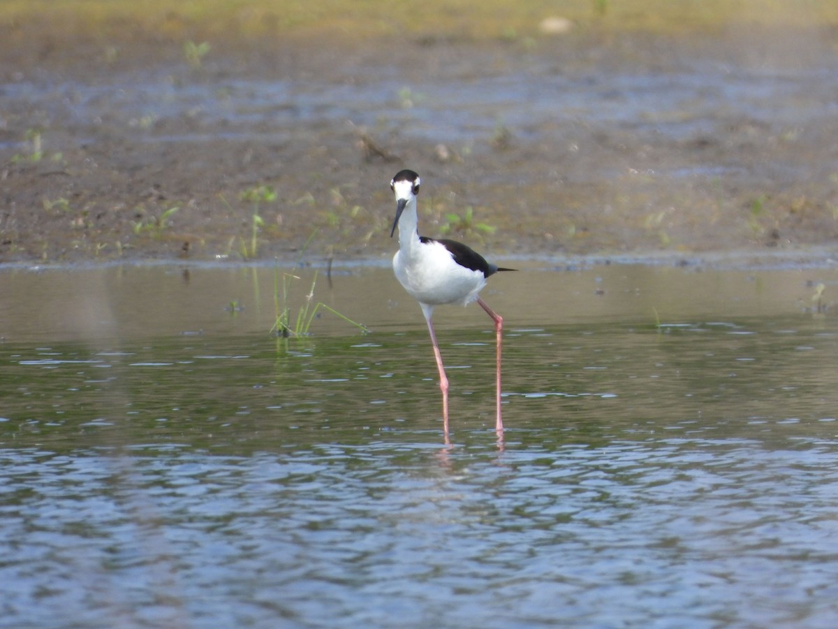 Black-necked Stilt - ML345737651