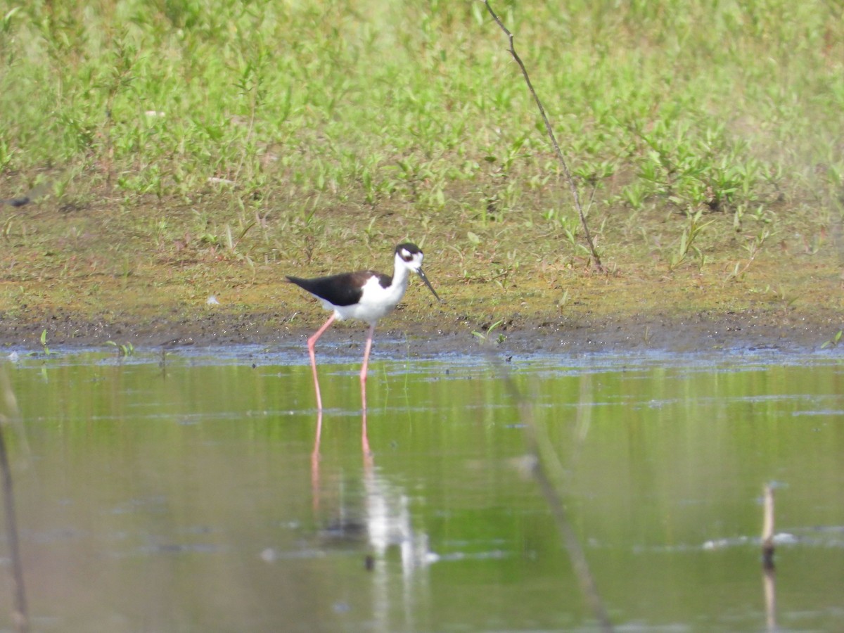 Black-necked Stilt - ML345737661