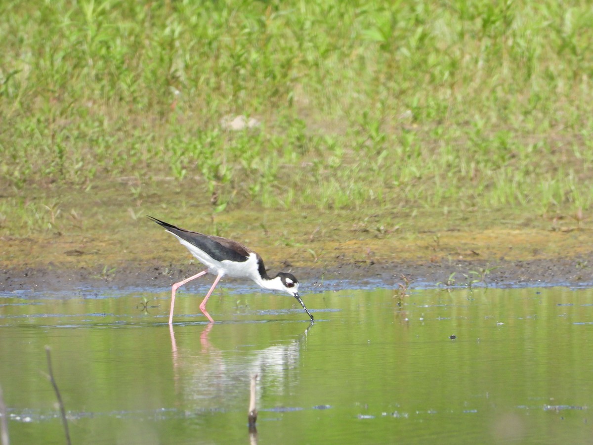 Black-necked Stilt - ML345737671