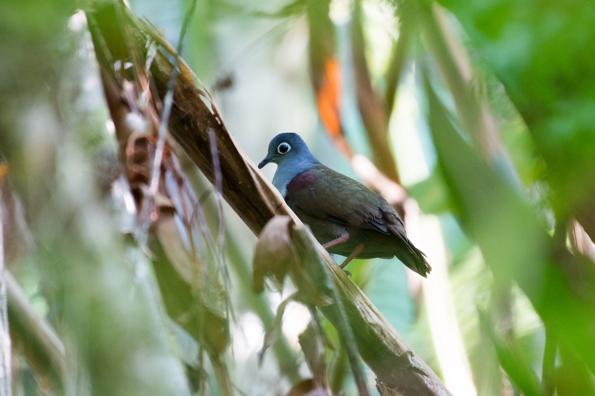 Bronze Ground Dove - John C. Mittermeier