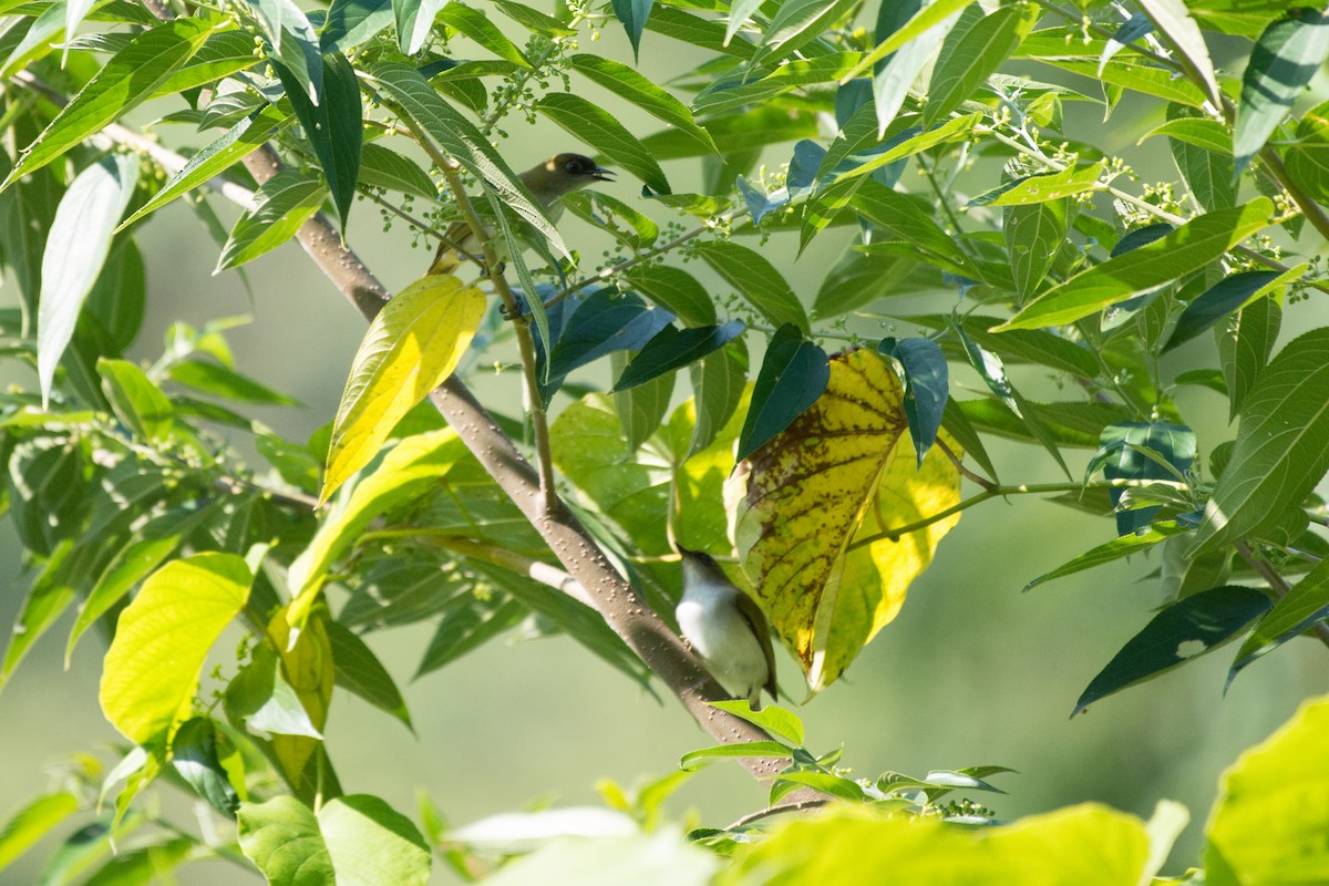 Gray-throated White-eye - ML34573881