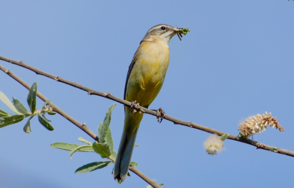 Western Yellow Wagtail - ML345738881