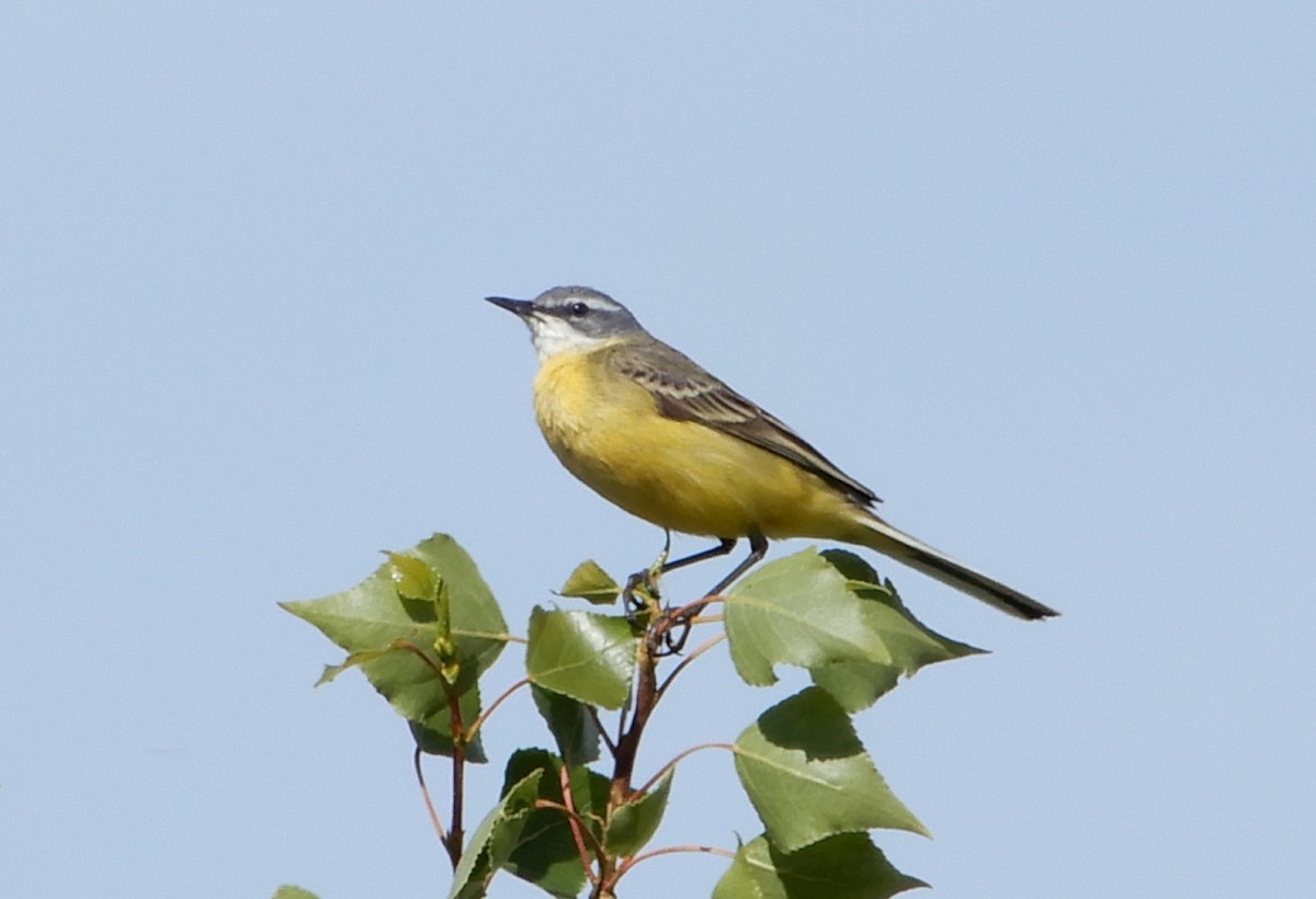 Western Yellow Wagtail - ML345738951