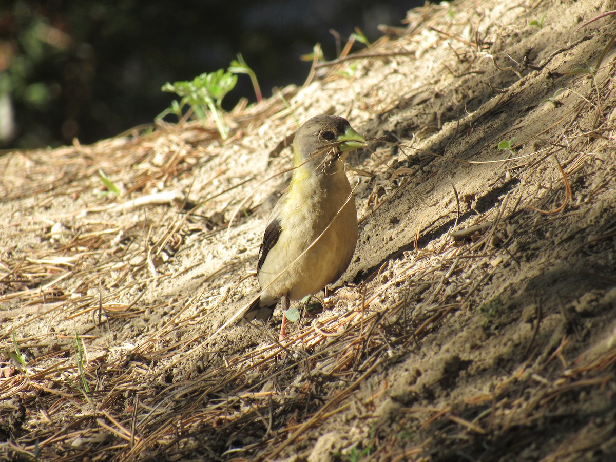 Evening Grosbeak - ML345739071