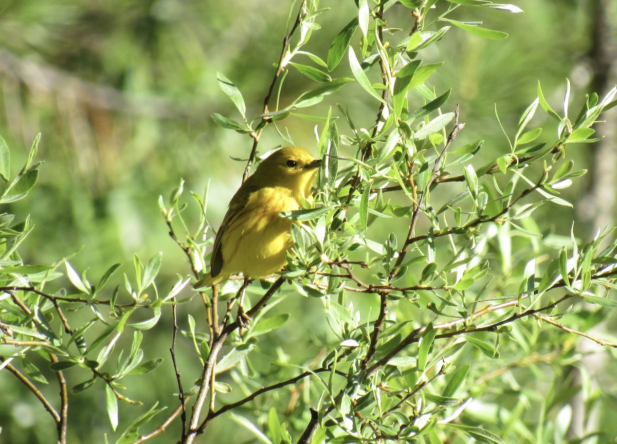 Yellow Warbler - ML345739631