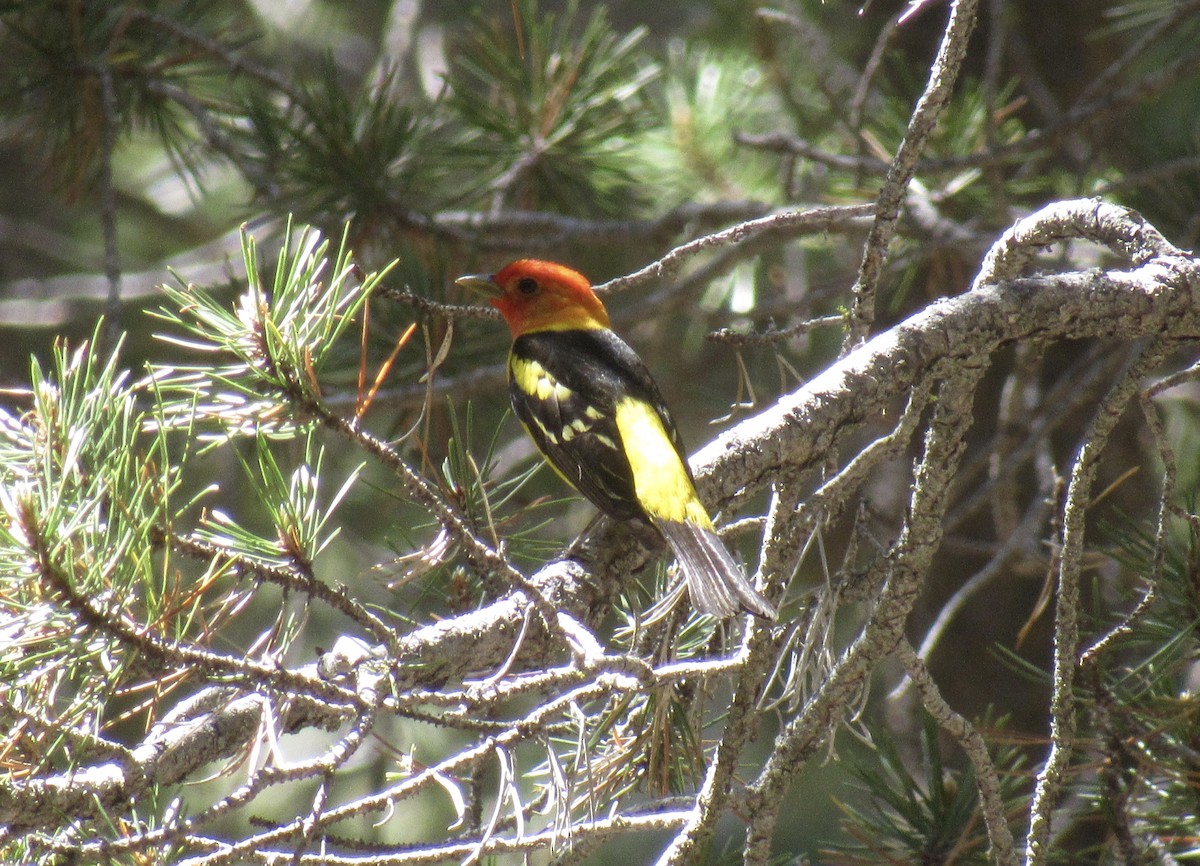 Western Tanager - ML345739971
