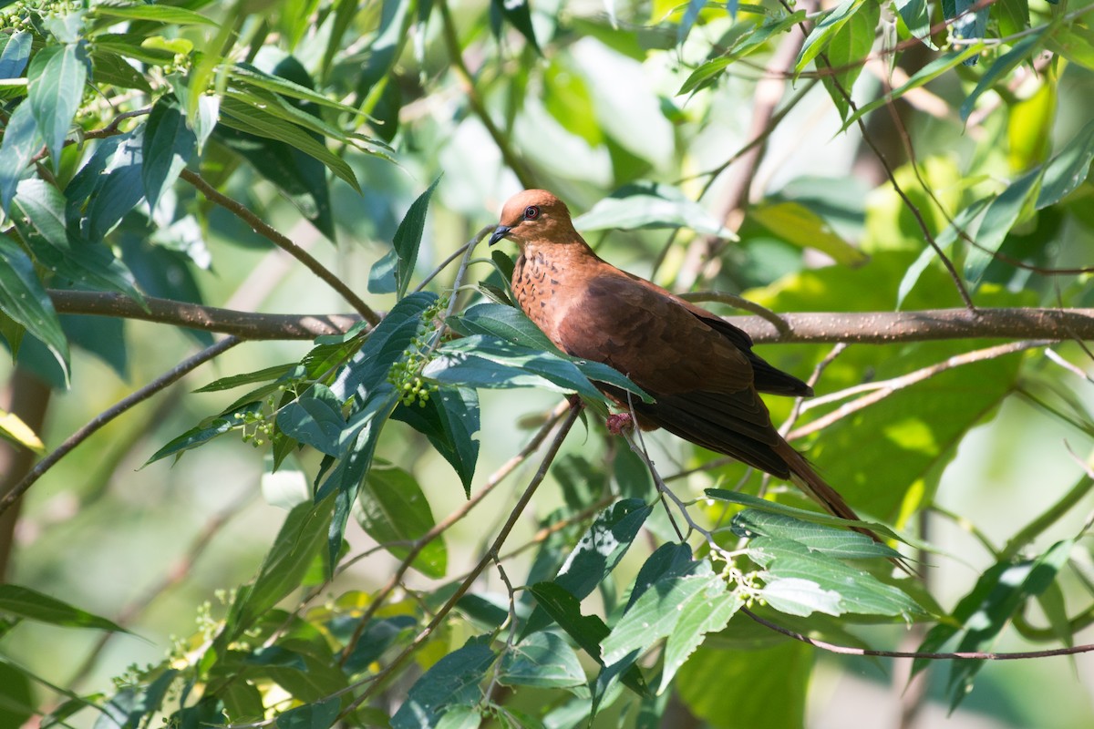 Spot-breasted Cuckoo-Dove - John C. Mittermeier