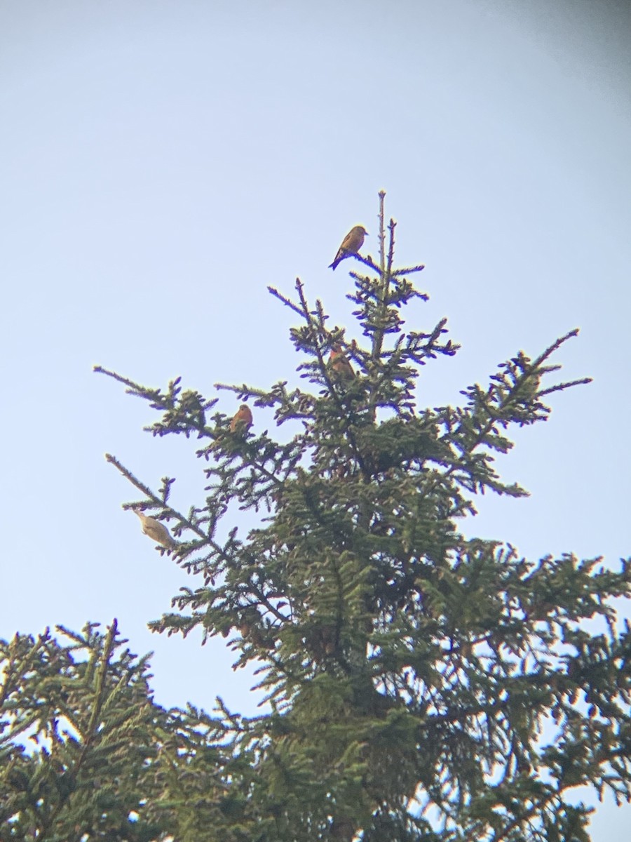 Red Crossbill (Northeastern or type 12) - Amiel Hopkins