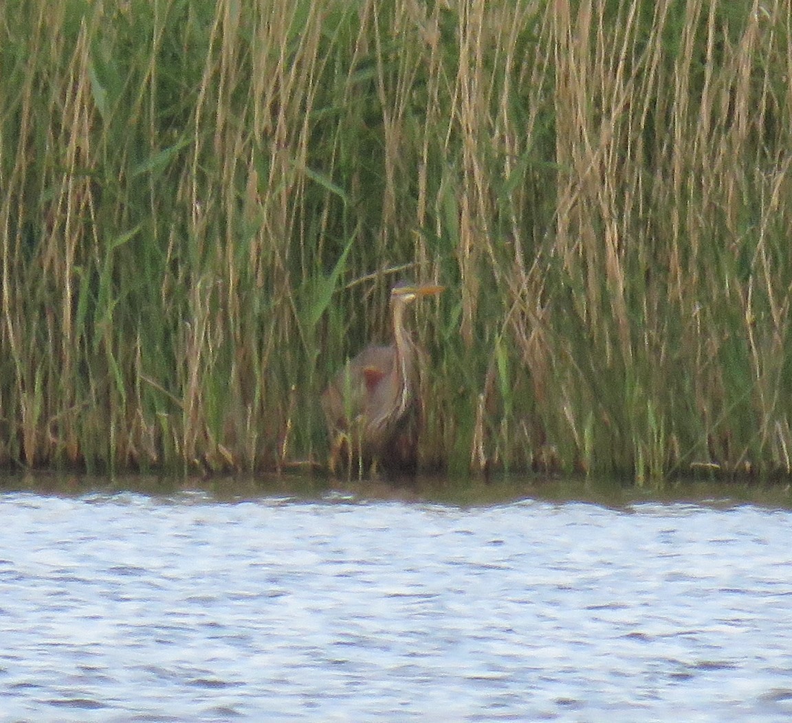 eBird Checklist - 6 Jun 2021 - Saltholme RSPB Reserve--Dorman's Pool ...