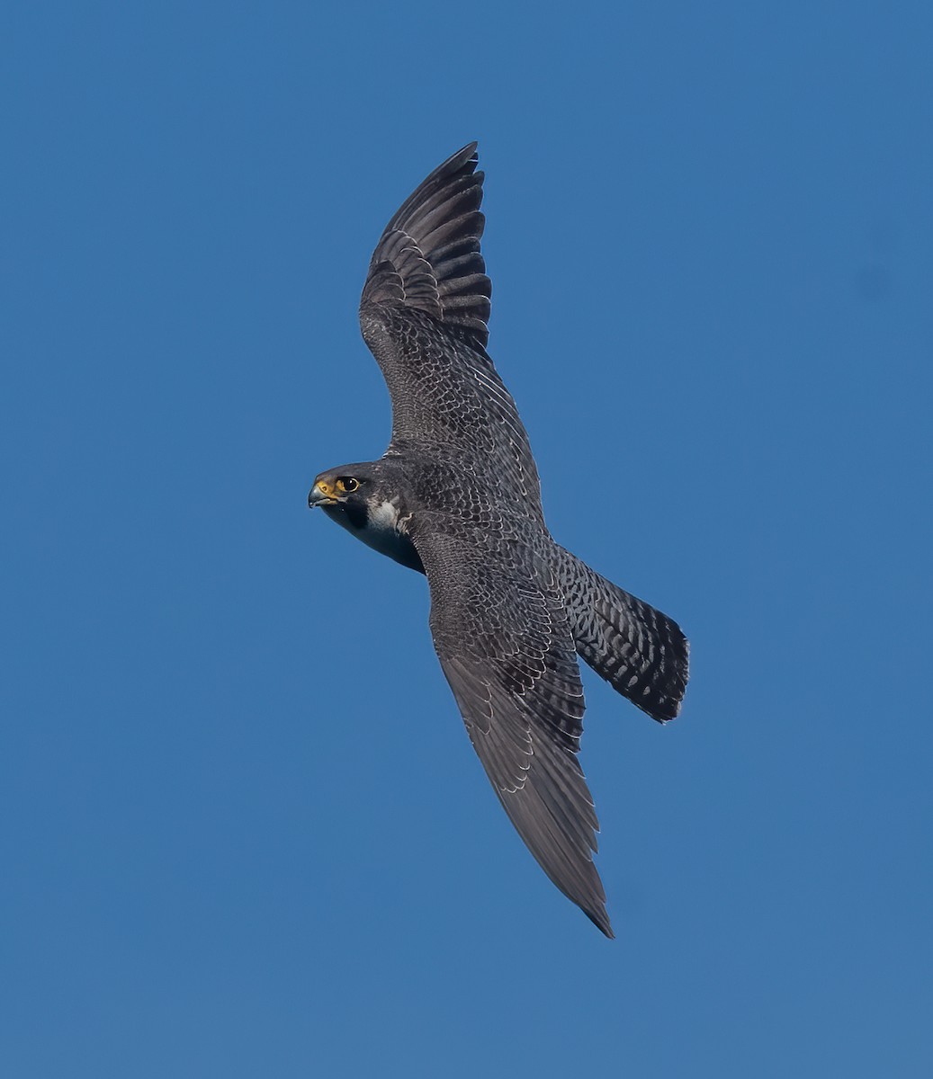 Peregrine Falcon - ML345742621