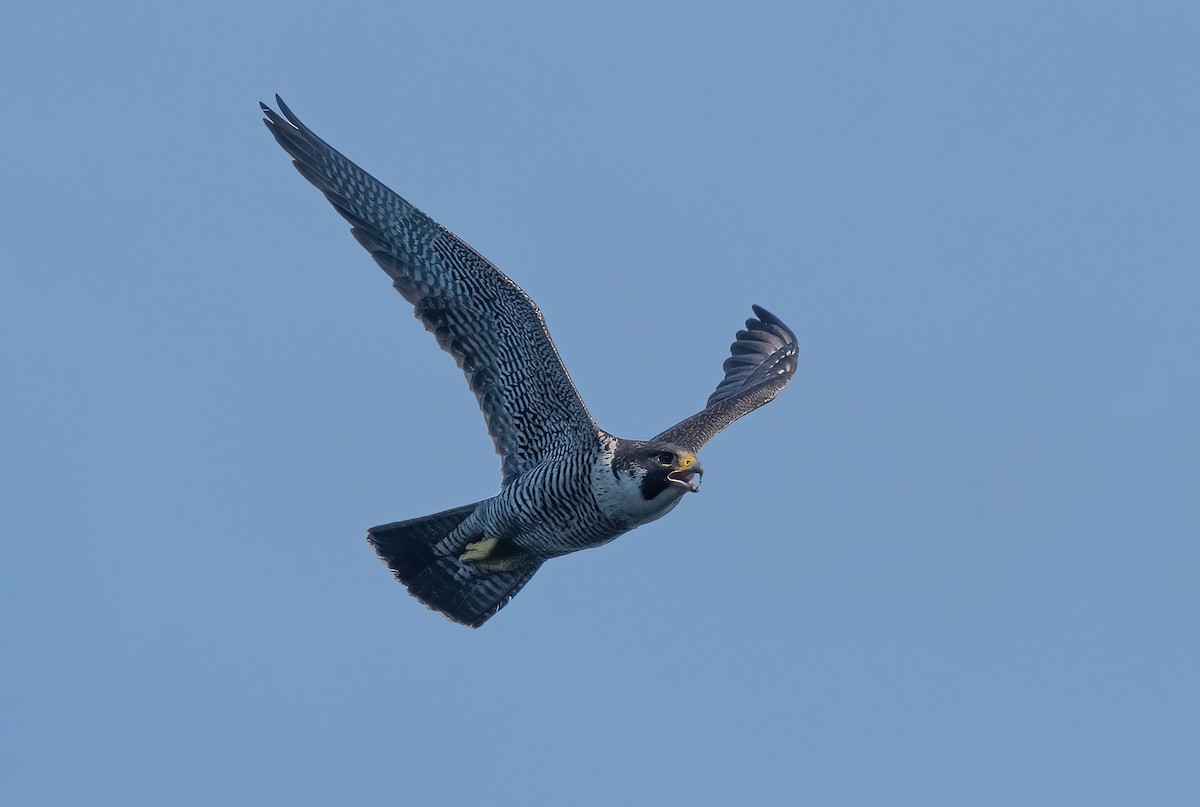 Peregrine Falcon - ML345742631