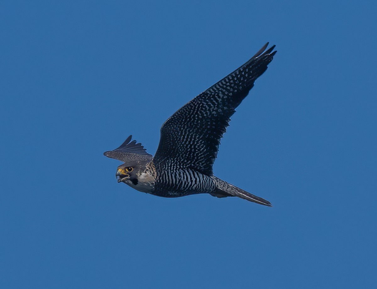 Peregrine Falcon - ML345742661