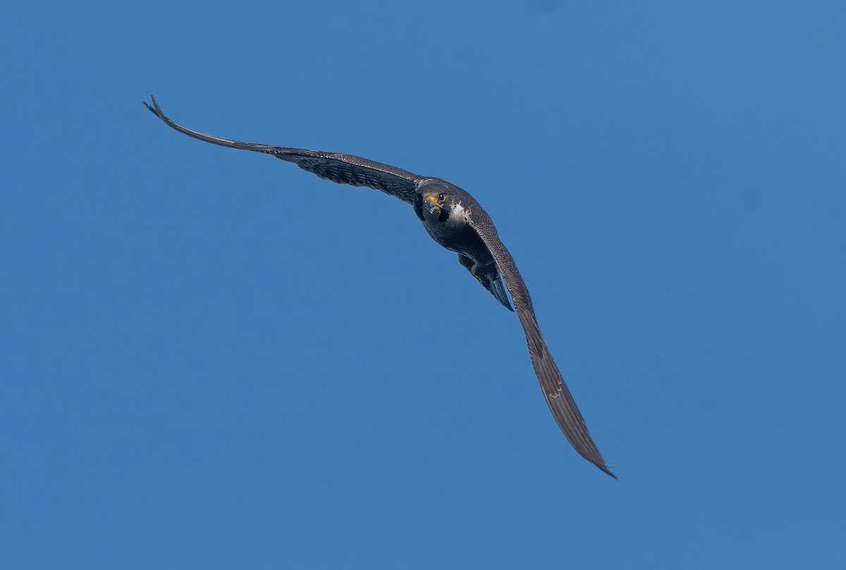 Peregrine Falcon - ML345742671