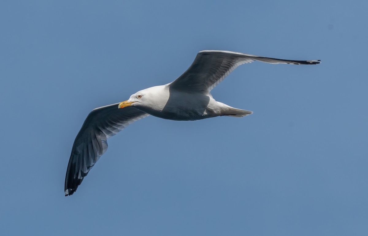 American Herring Gull - ML345742681