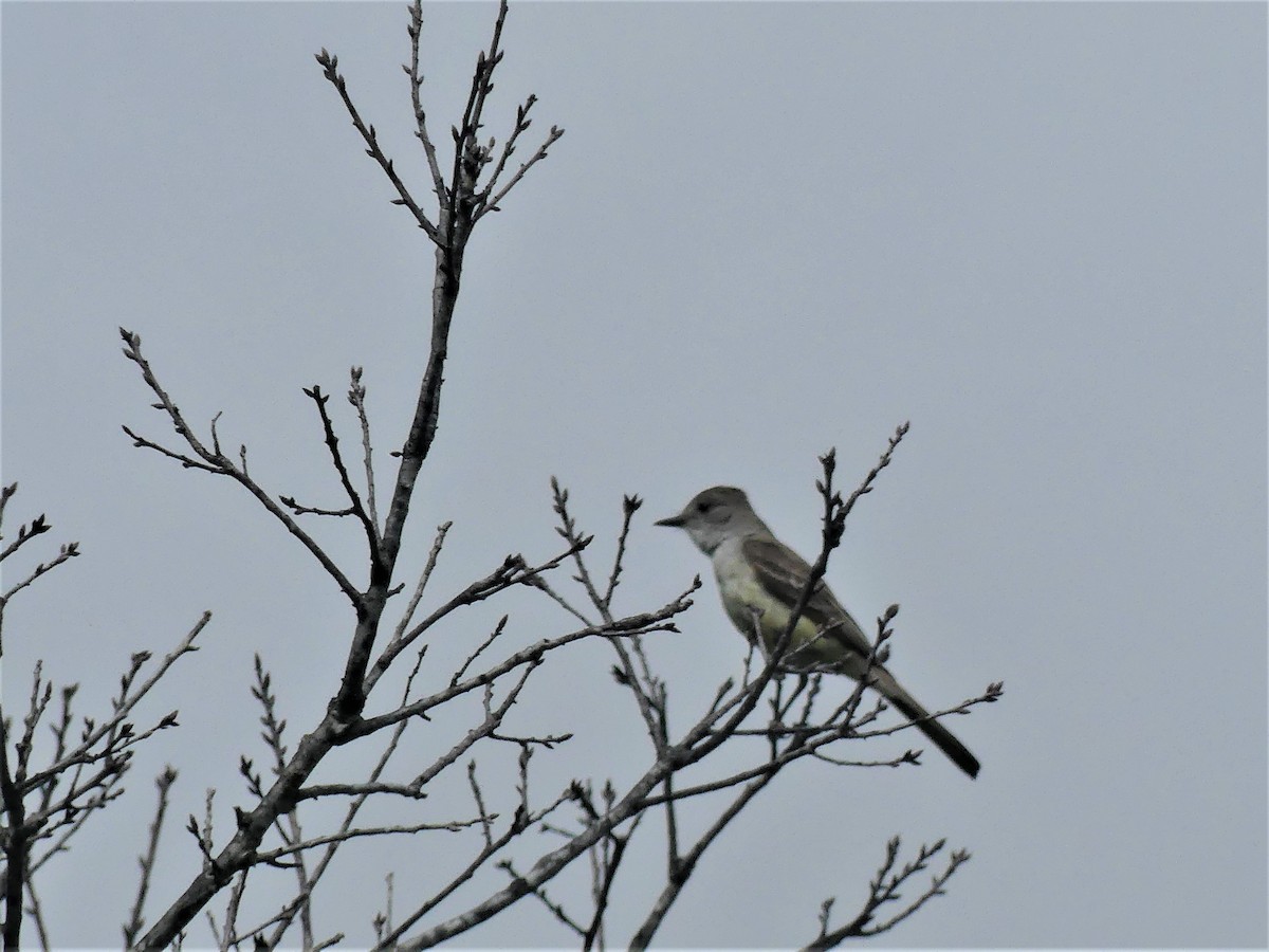 Ash-throated Flycatcher - ML345743551