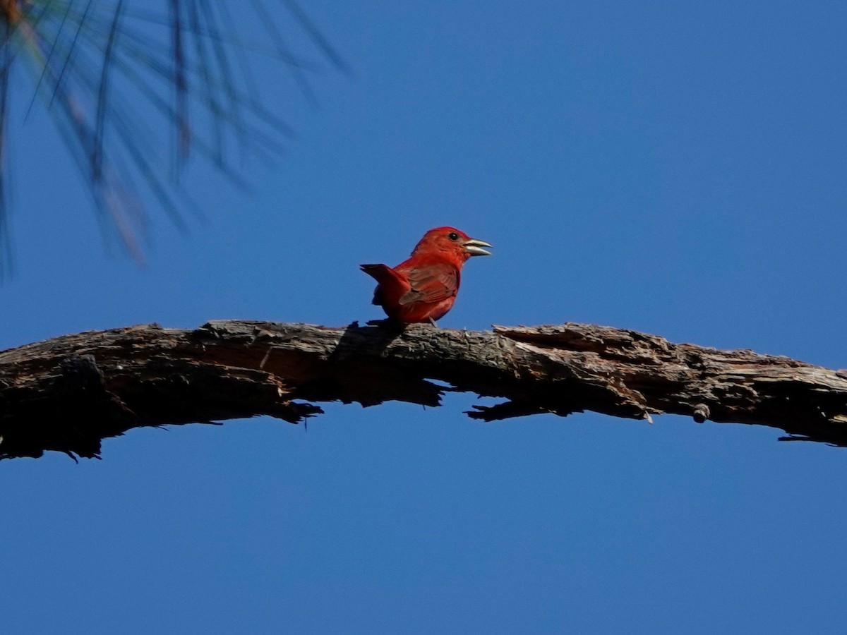 Summer Tanager - Pete Stafford