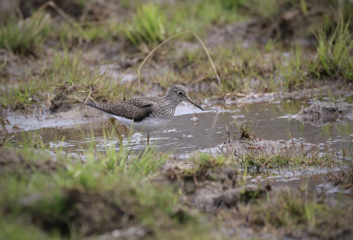 Solitary Sandpiper - ML345747691