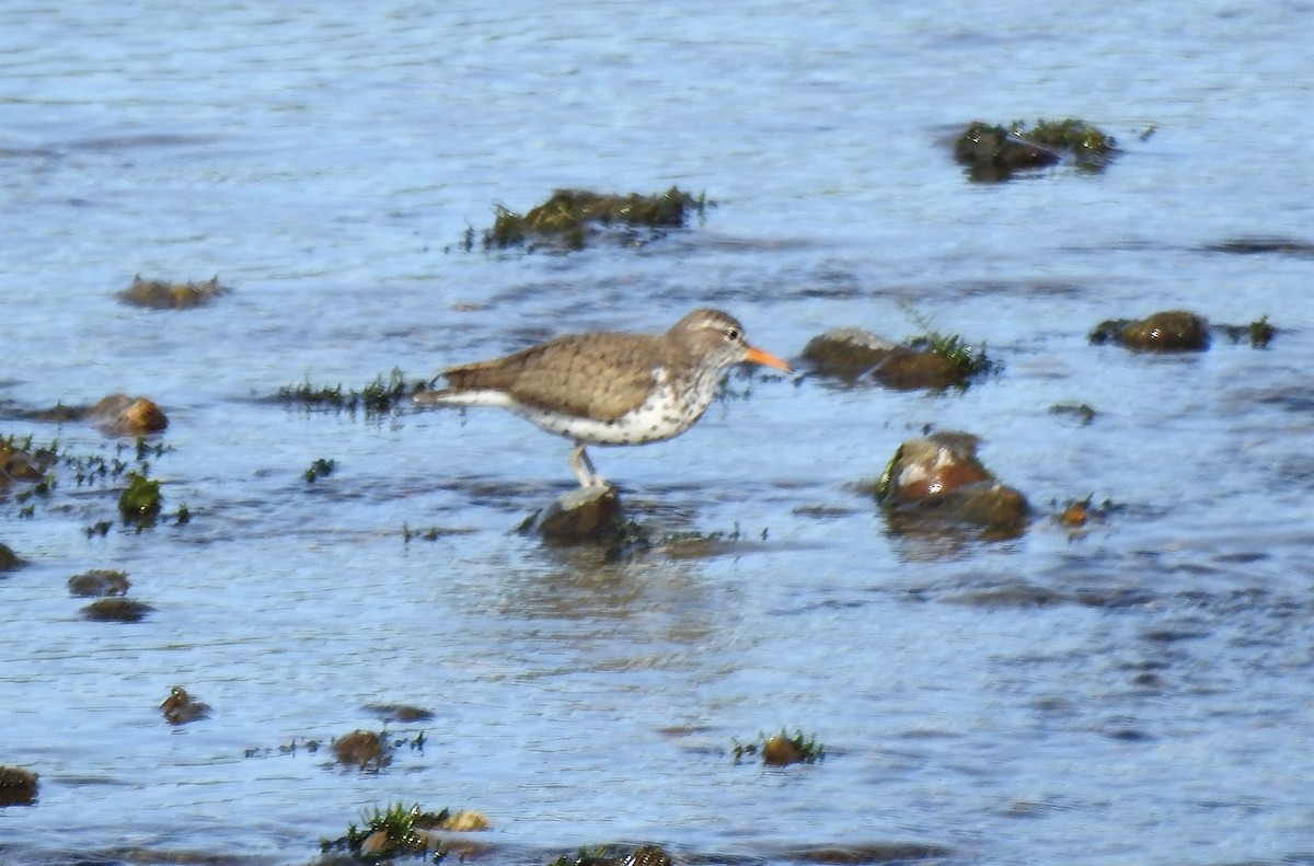 Spotted Sandpiper - ML345747711