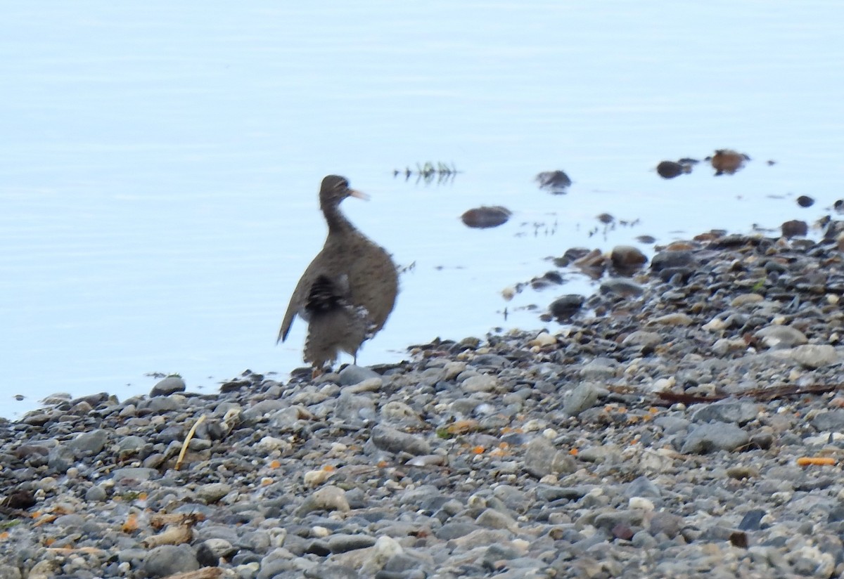 Spotted Sandpiper - ML345747721