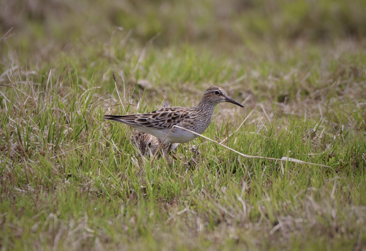 アメリカウズラシギ - ML345747941