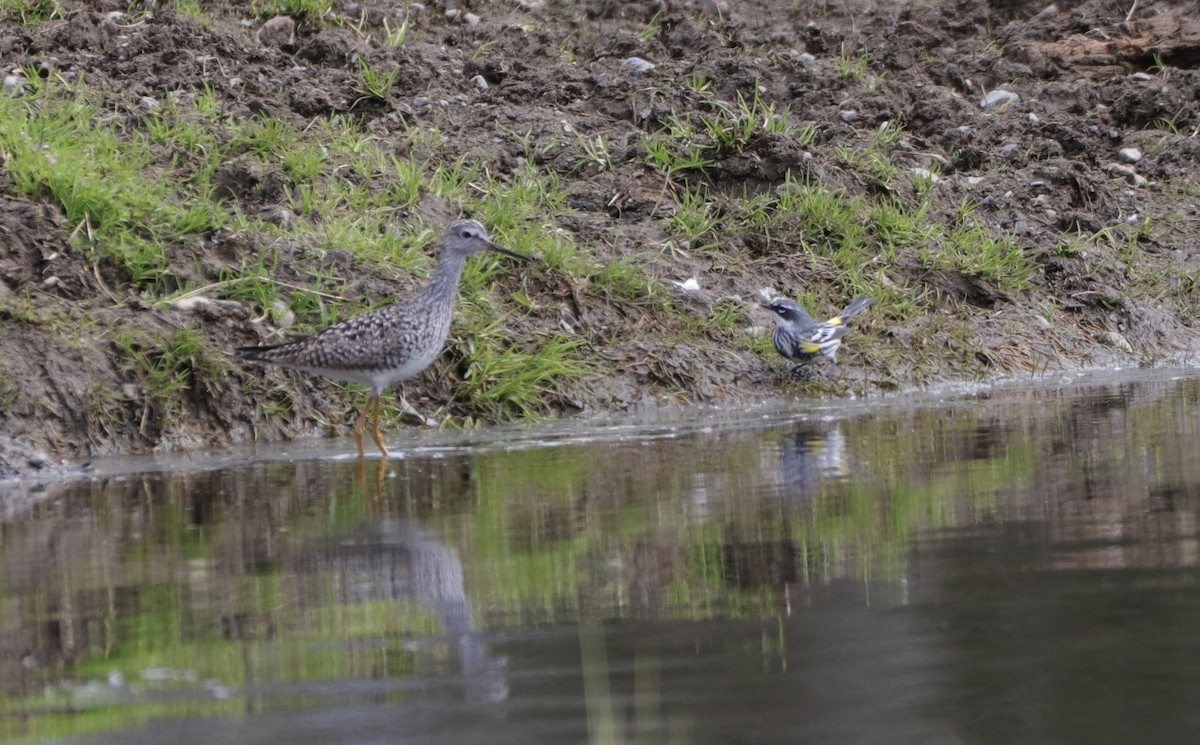 Lesser Yellowlegs - ML345748001