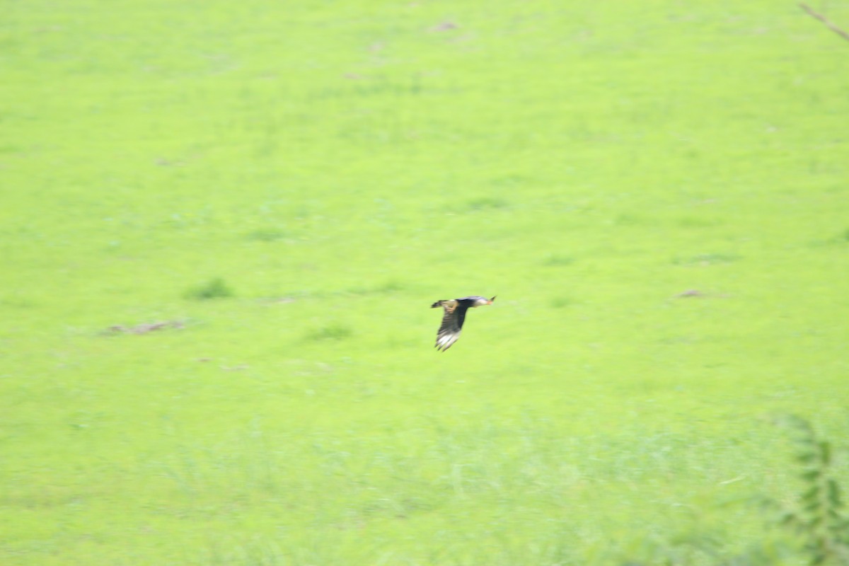 Crested Caracara (Northern) - ML345748311