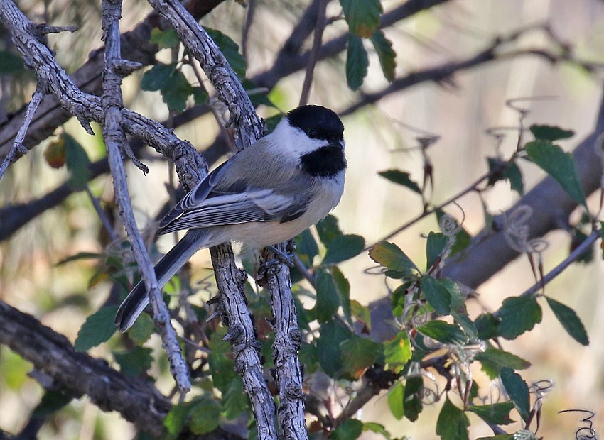 Black-capped Chickadee - ML34574941