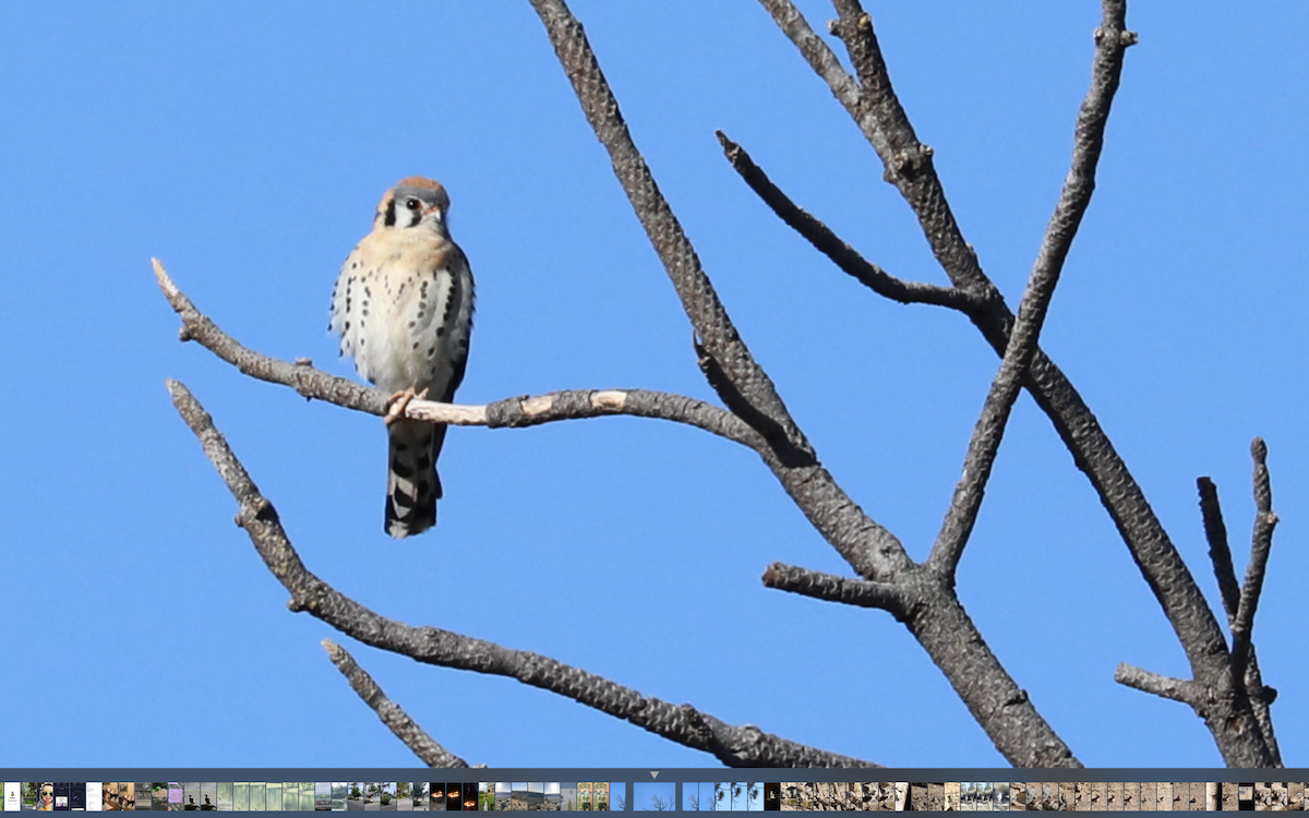 American Kestrel - ML345752651