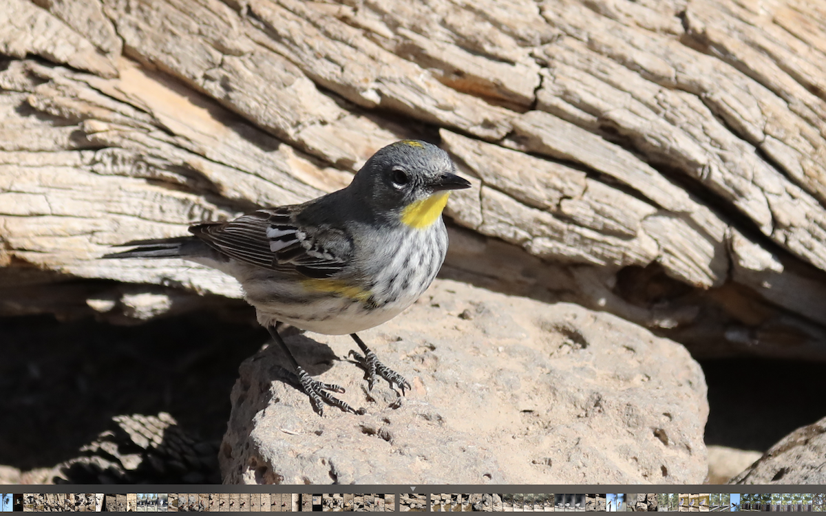 Yellow-rumped Warbler (Audubon's) - ML345753401