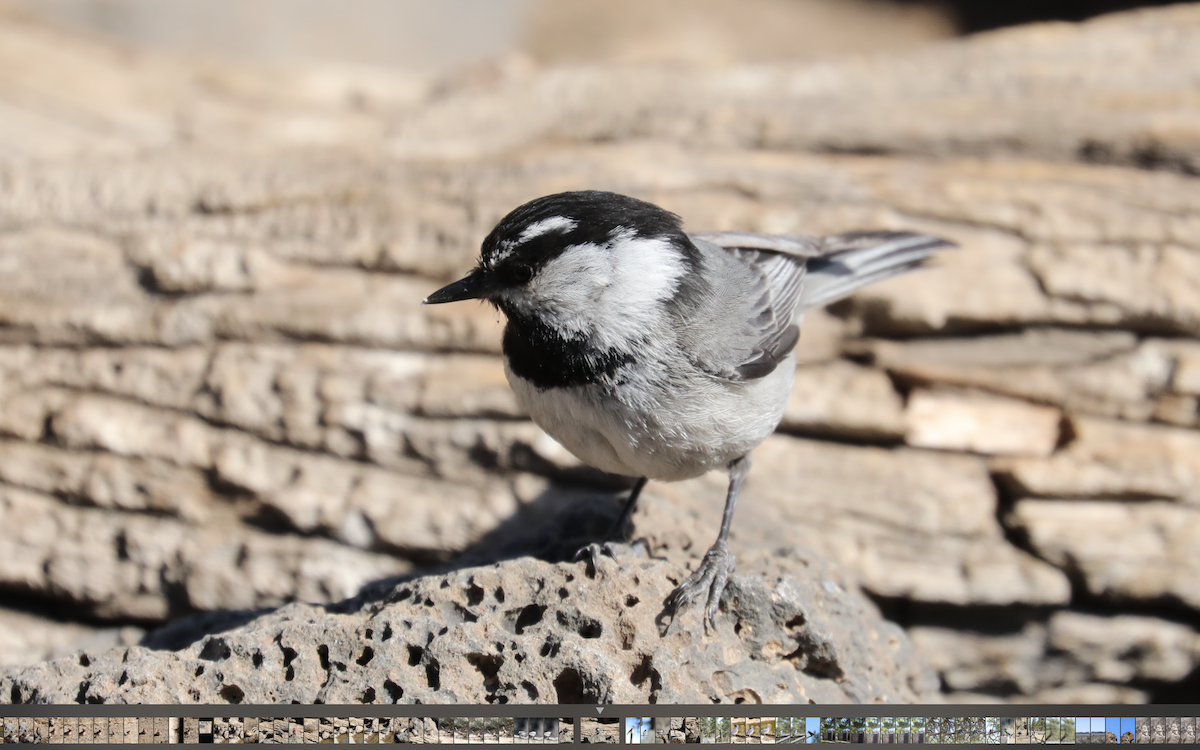 Mountain Chickadee - Kenneth R Windsor