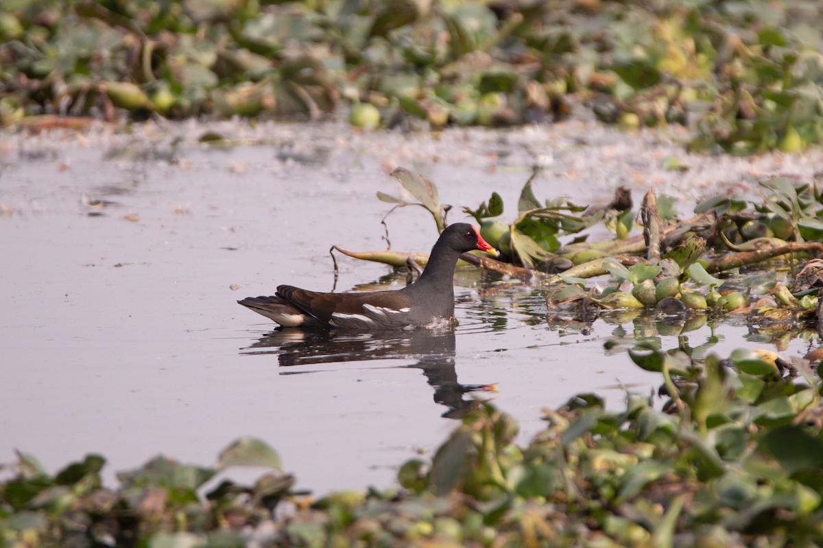 Eurasian Moorhen - ML345754681