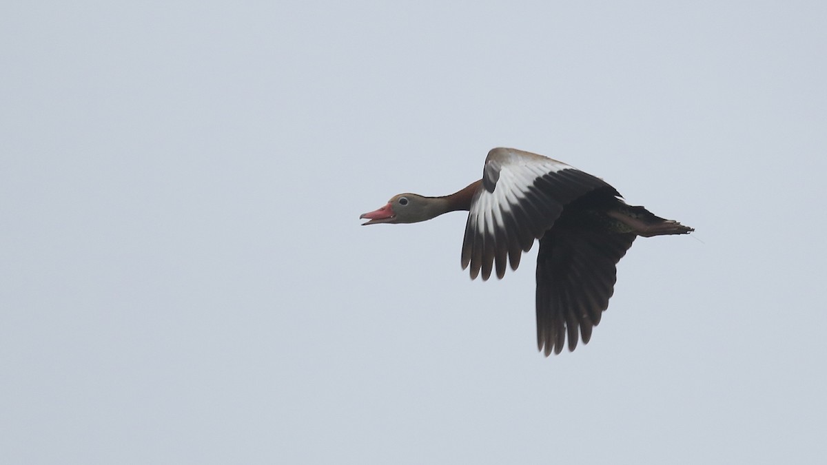 Black-bellied Whistling-Duck - ML34575661