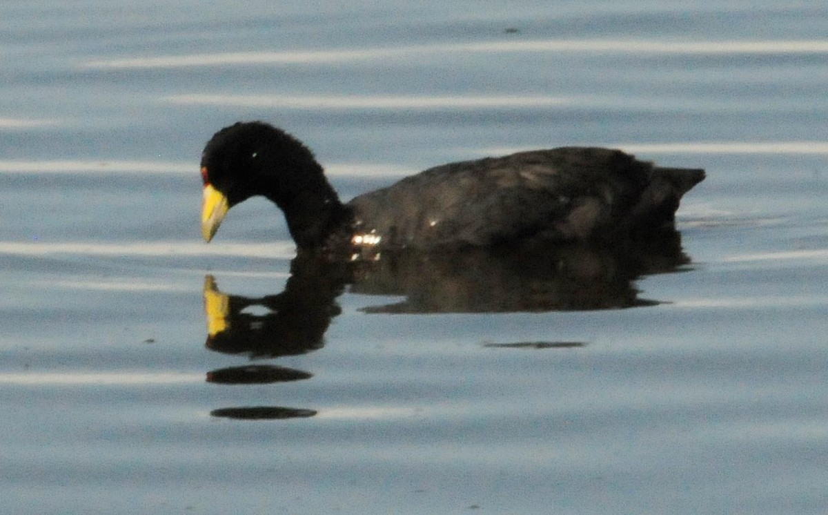 Slate-colored Coot - Kurt Hennige