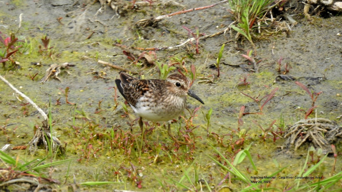 Least Sandpiper - cecile dreze