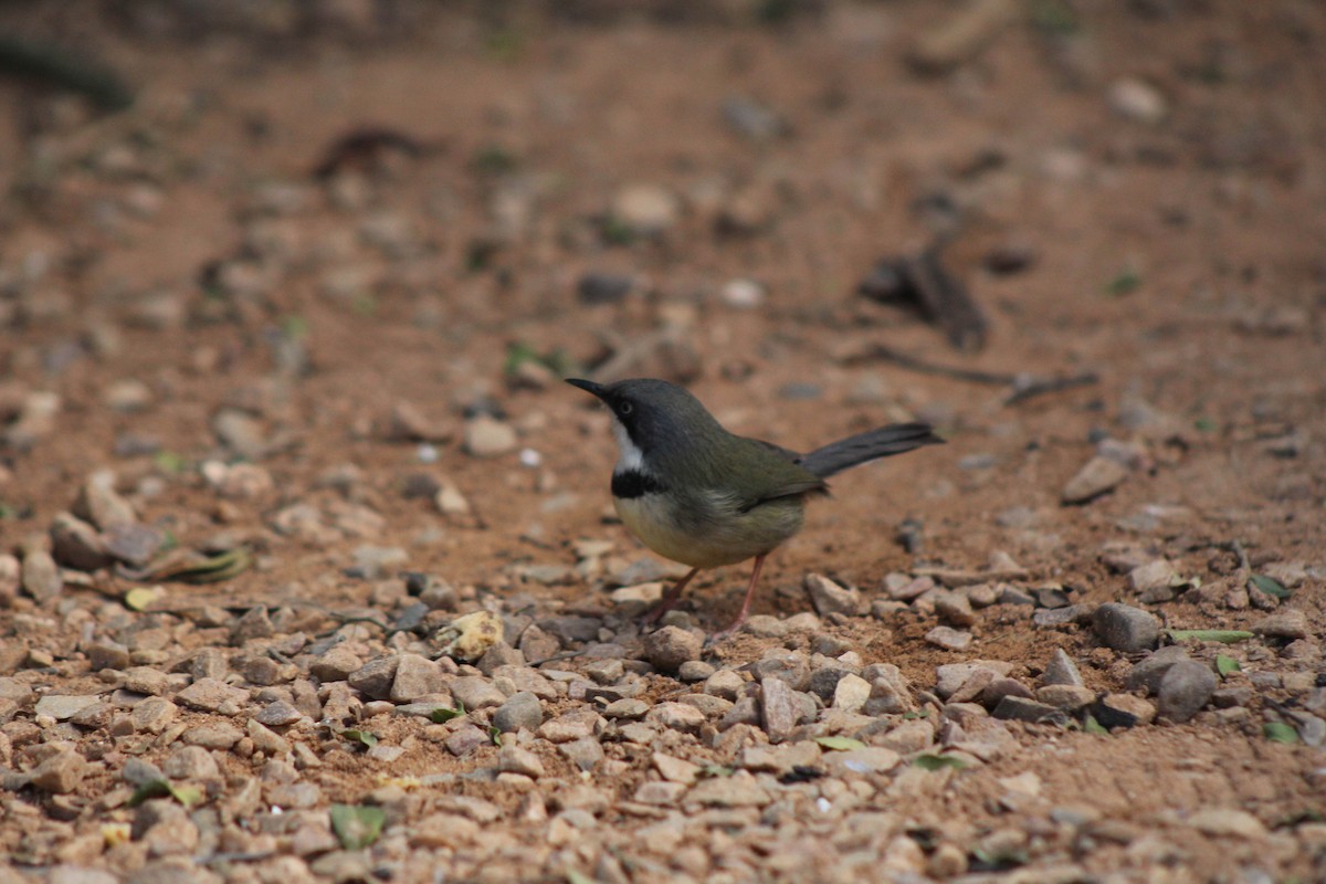 Bar-throated Apalis - ML345758741