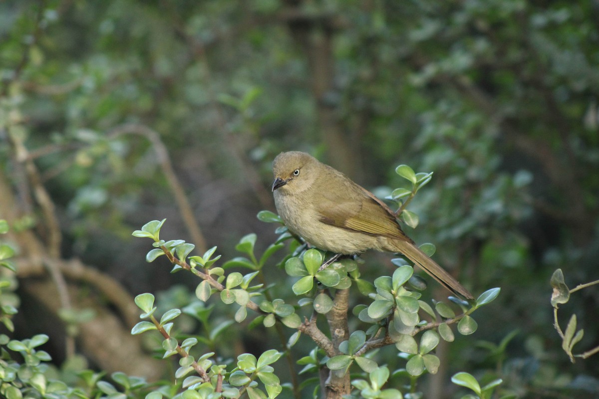 Sombre Greenbul - ML345758921