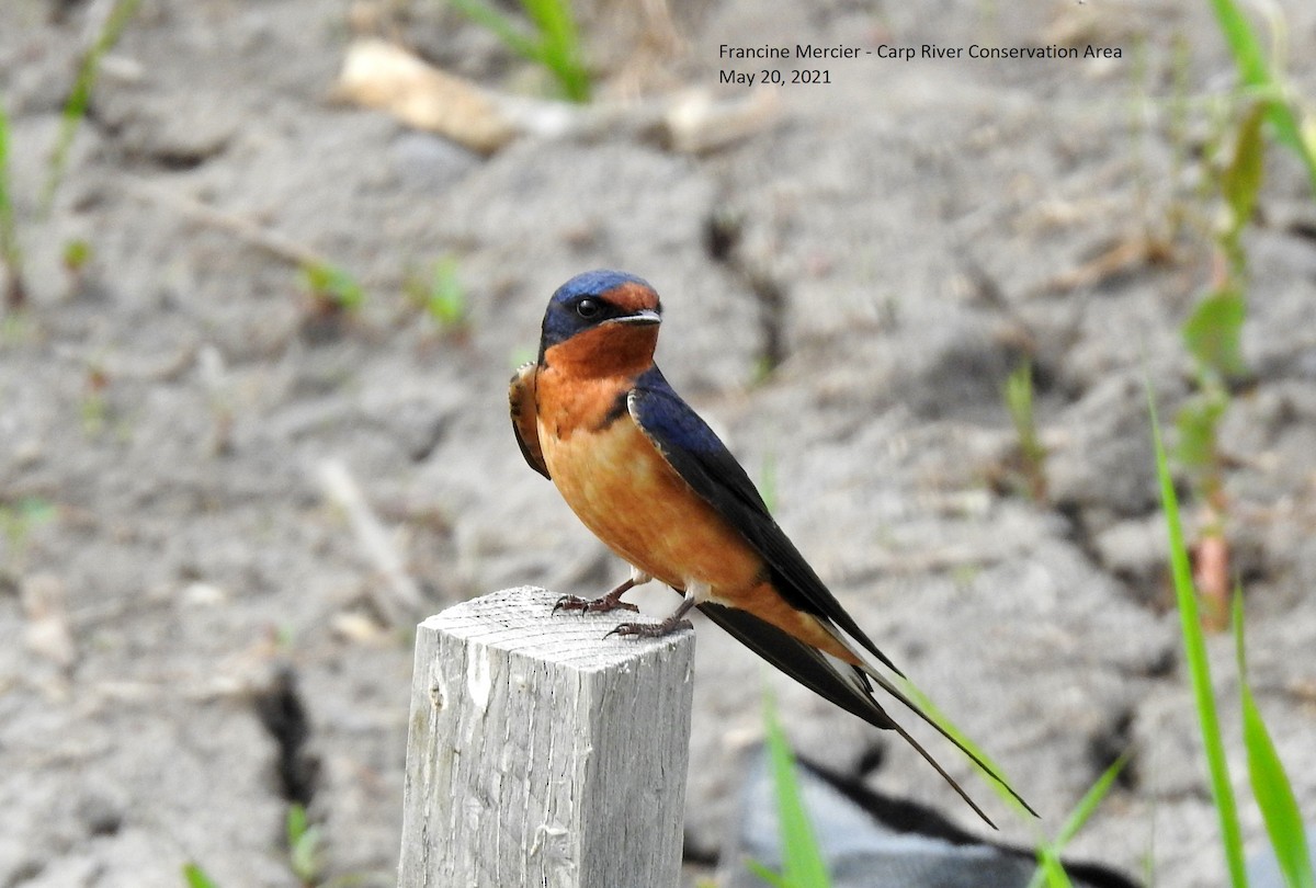 Barn Swallow (American) - ML345760881