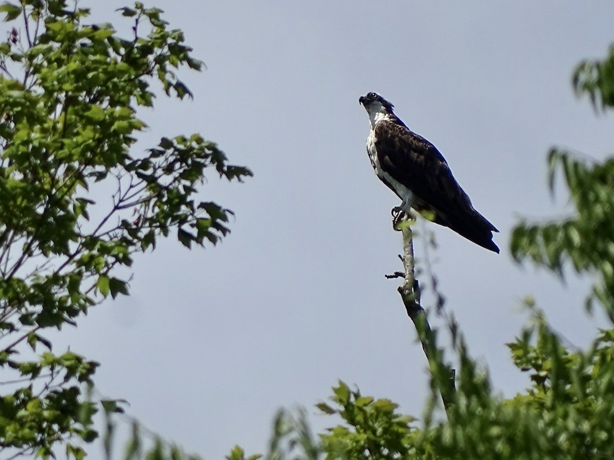 Osprey - ML345762881