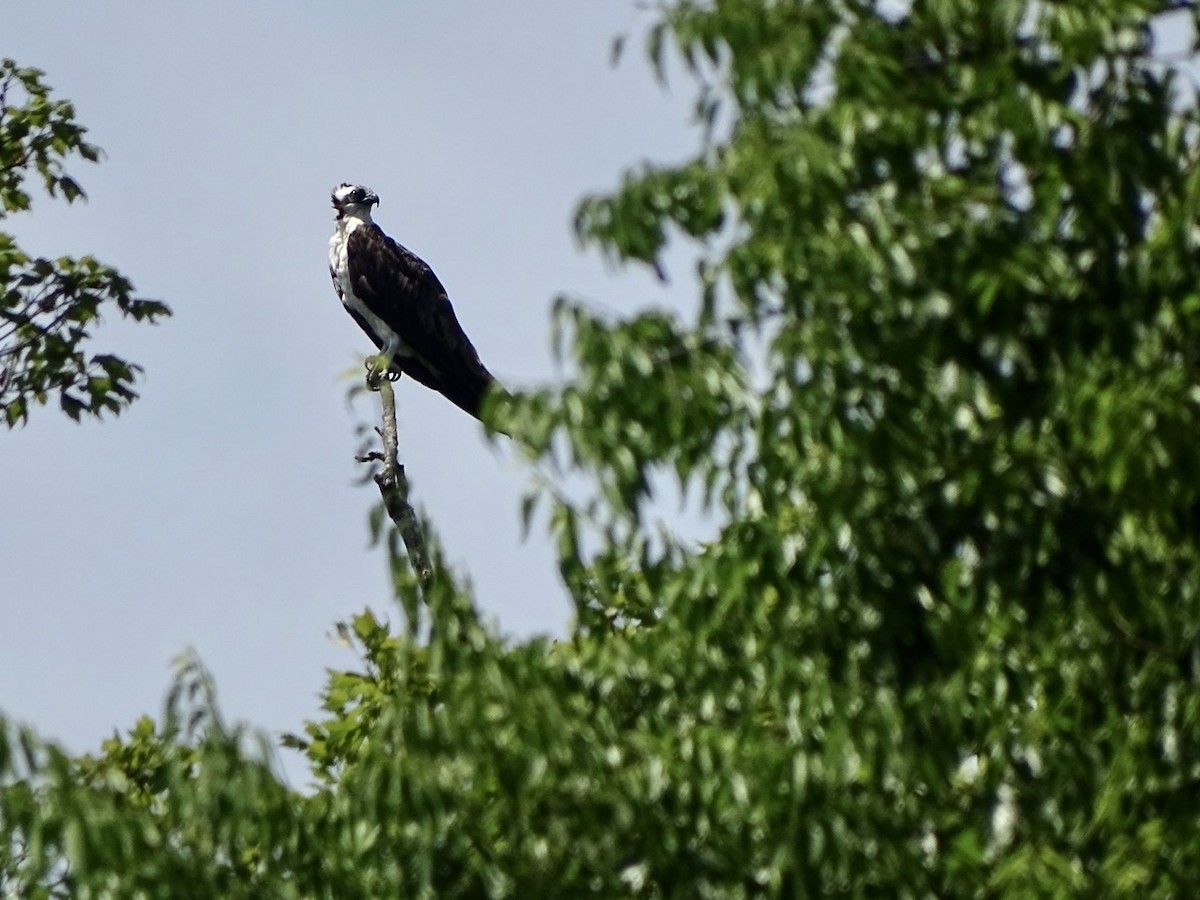 Скопа західна - ML345762951