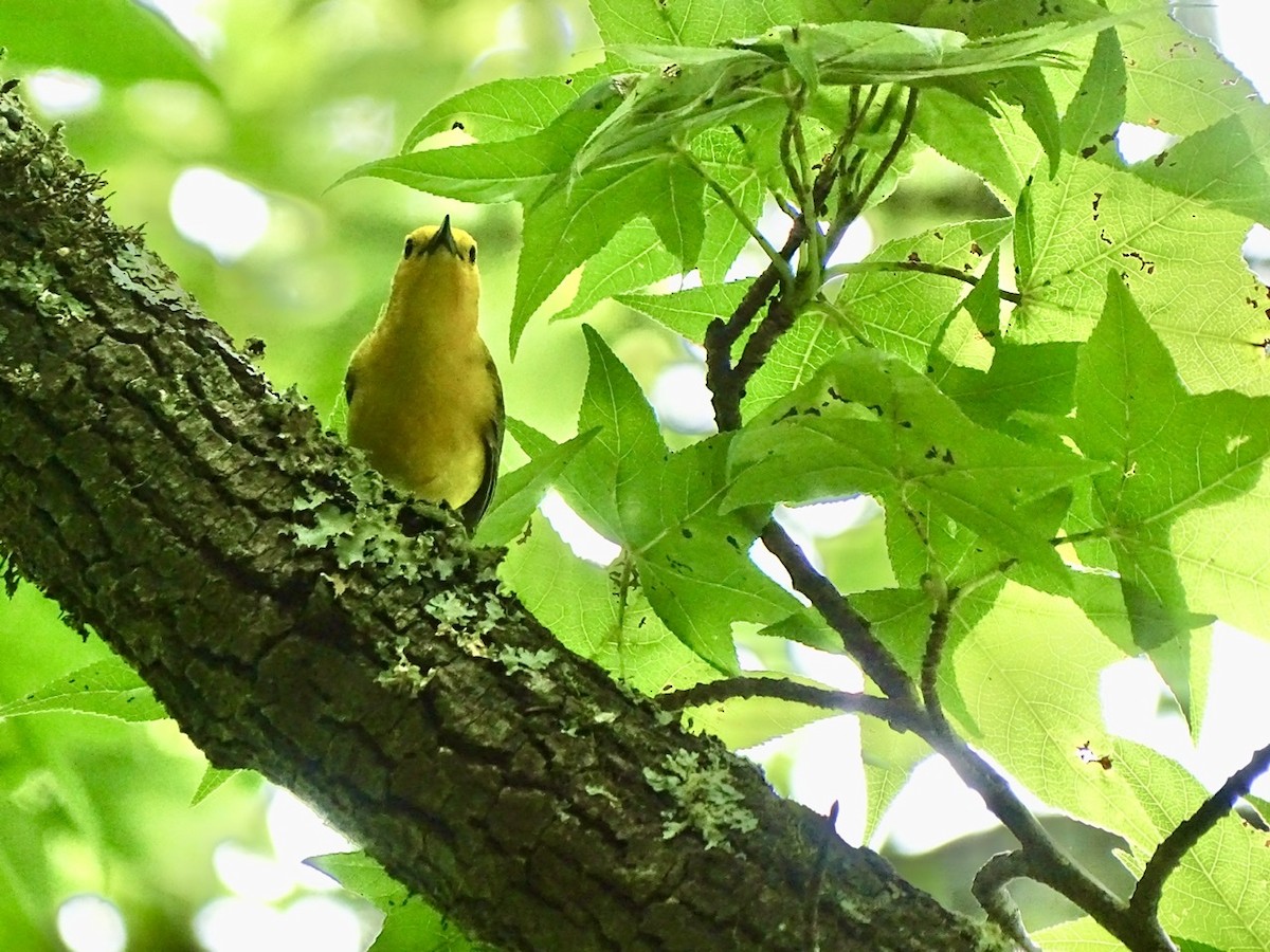 Prothonotary Warbler - ML345763221