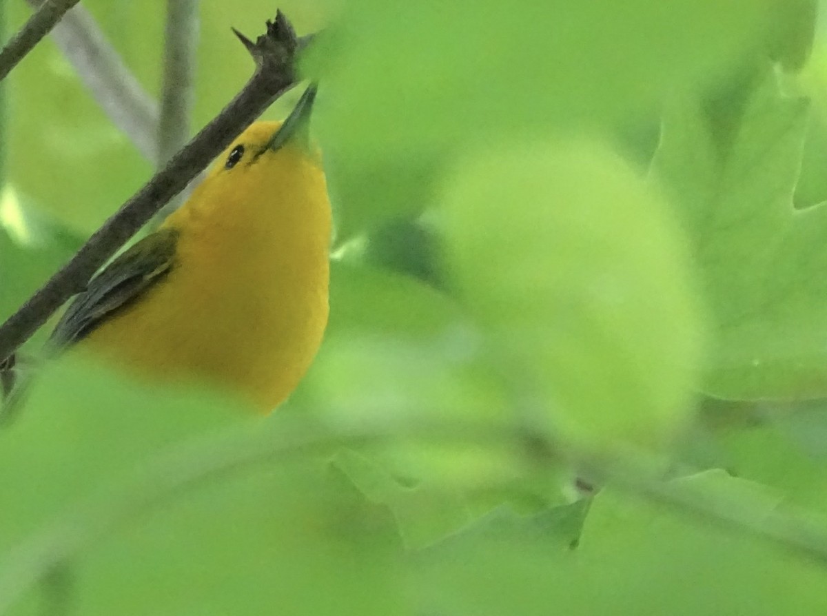 Prothonotary Warbler - ML345763251