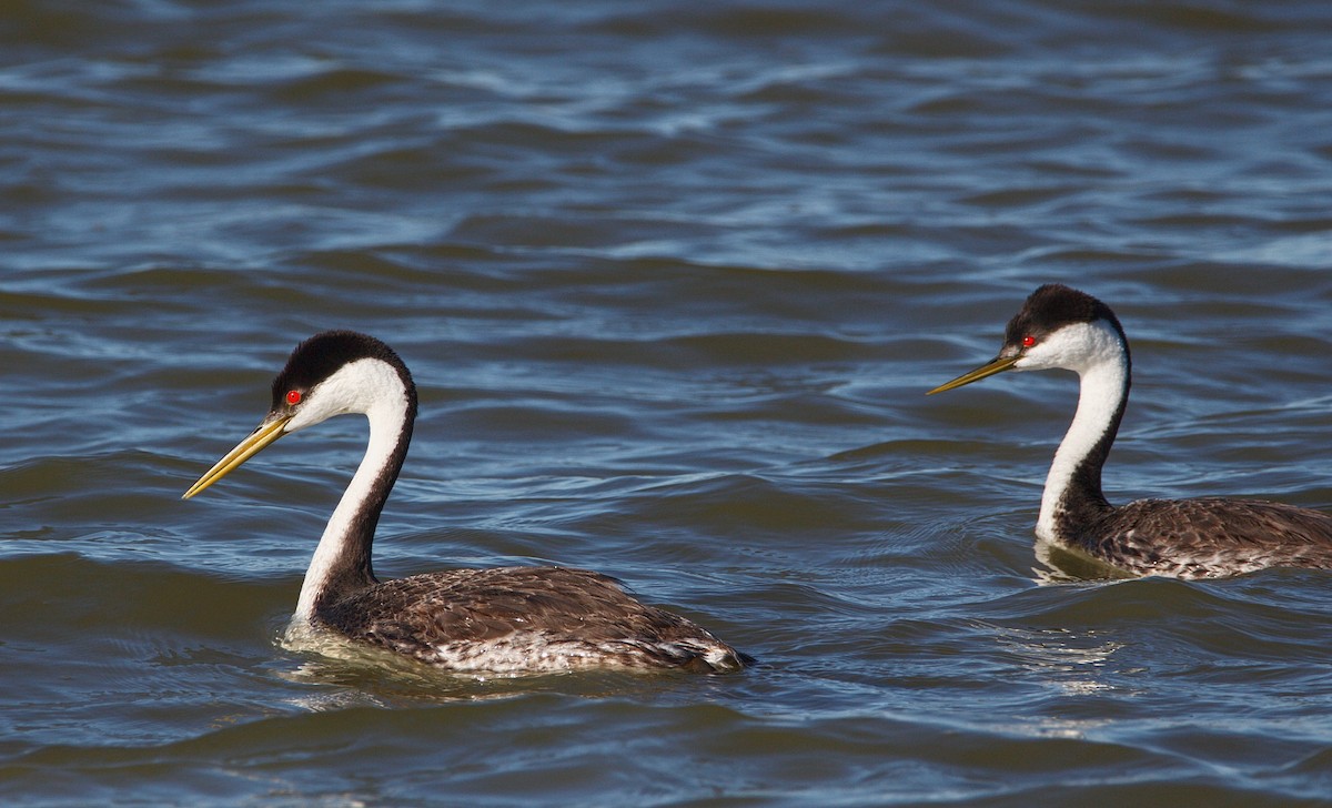 Western x Clark's Grebe (hybrid) - ML345763801