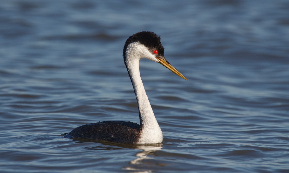 Western Grebe - ML345764181