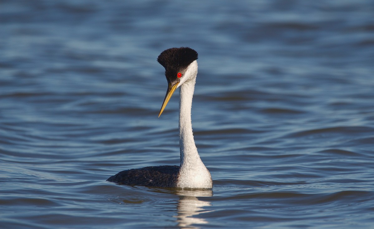 Western Grebe - ML345764191